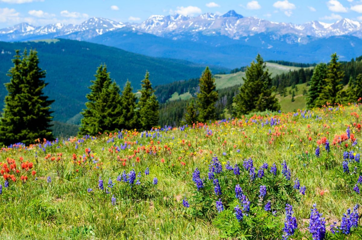 lush landscape along mountain